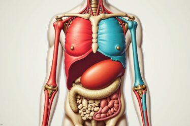 Anatomie abdominale : une exploration détaillée des organes répartis dans les 9 régions de l’abdomen