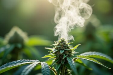 Température idéale de vaporisation du CBD : maîtrisez votre dosage pour un bien-être optimal