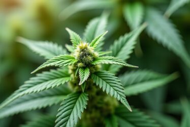 Les raisons croissantes pour lesquelles le CBD conquiert le monde médical