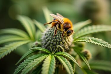 Au-delà des huiles : l’essor du pollen et du haschich CBD auprès des consommateurs avertis